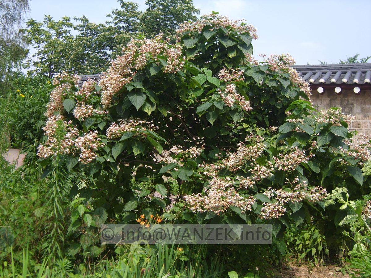 Clerodendrum trichotomum - Statur.JPG